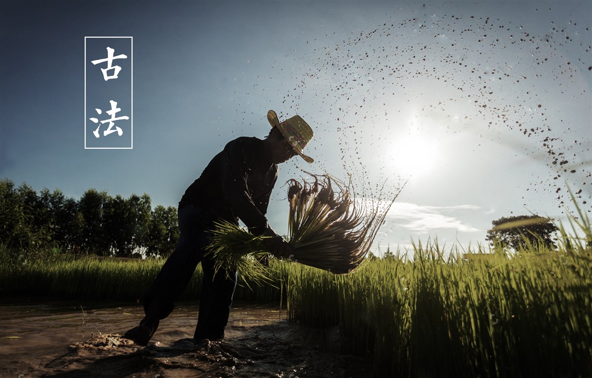 貢祿大米 | 品牌設(shè)計(jì)全過(guò)程