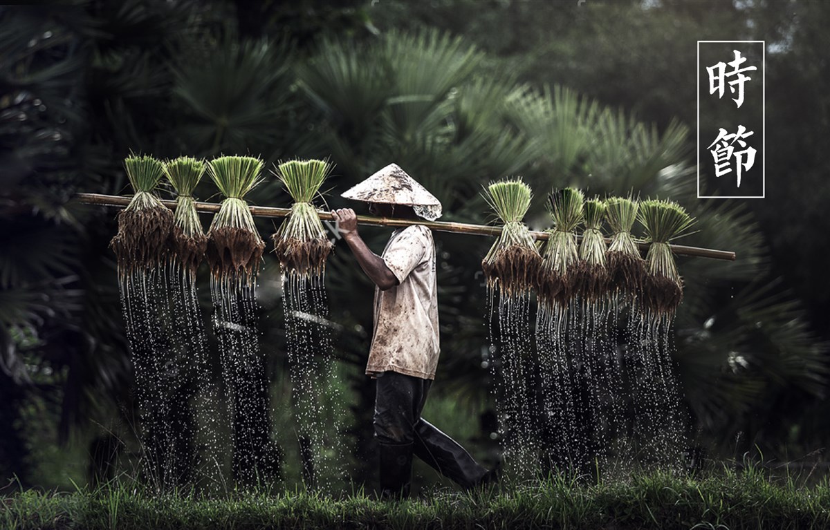 貢祿大米 | 品牌設(shè)計(jì)全過(guò)程