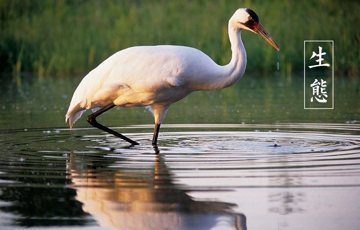貢祿大米 | 品牌設(shè)計(jì)全過(guò)程