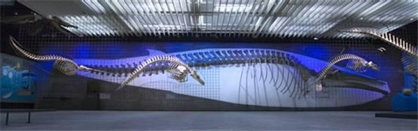 德國(guó)最大的自然博物館，德國(guó)森根堡自然博物館