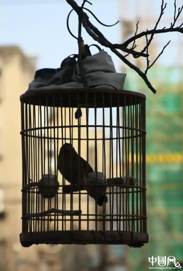 最美家佳樂文學(xué)鳥籠