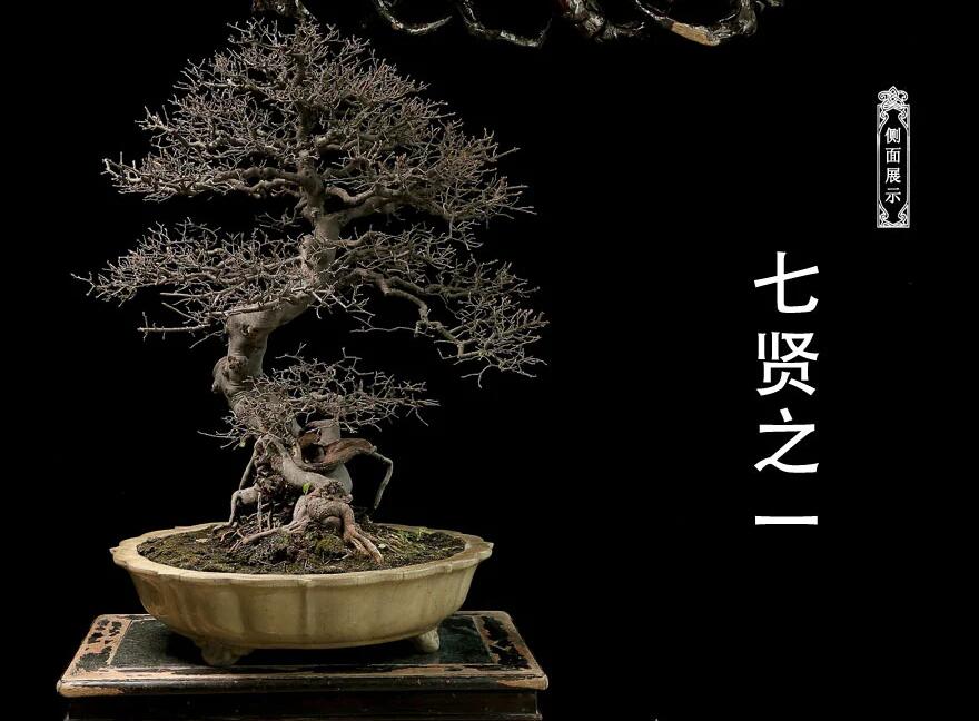 雀梅盆景：舞動云澗