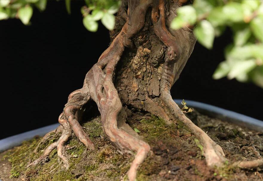 雀梅盆景:情同手足