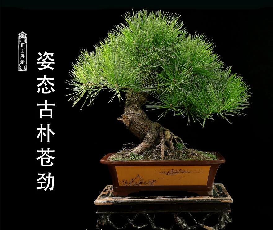 杭派盆景:黑松盆景