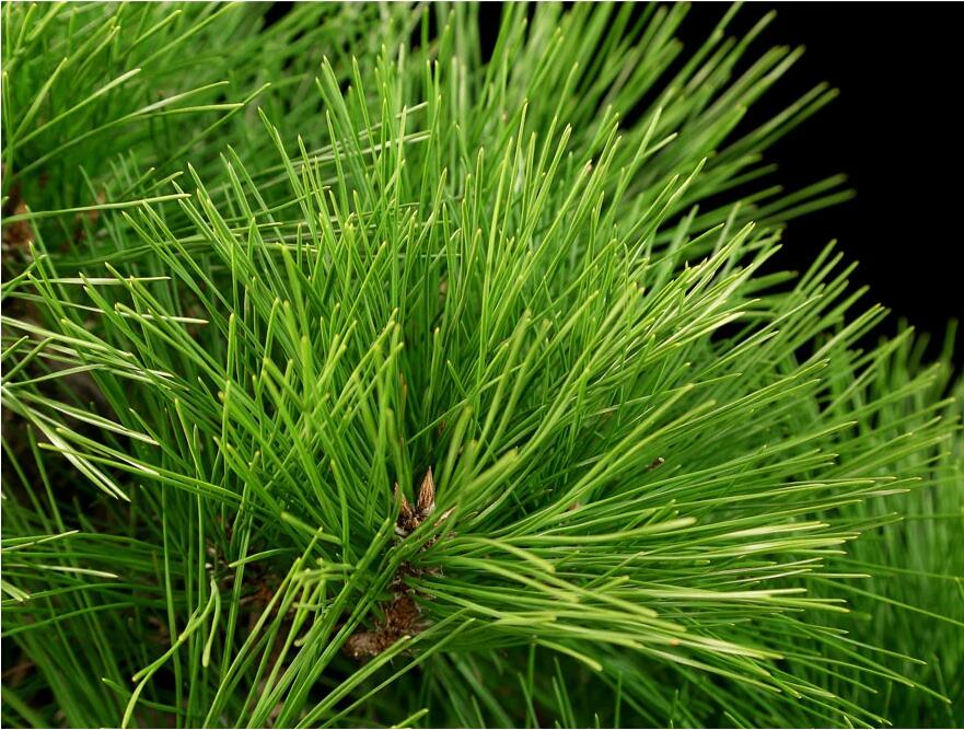 杭派盆景:黑松盆景