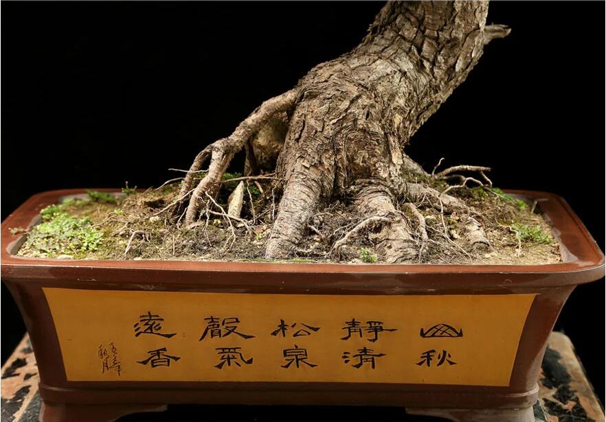 杭派盆景:黑松盆景