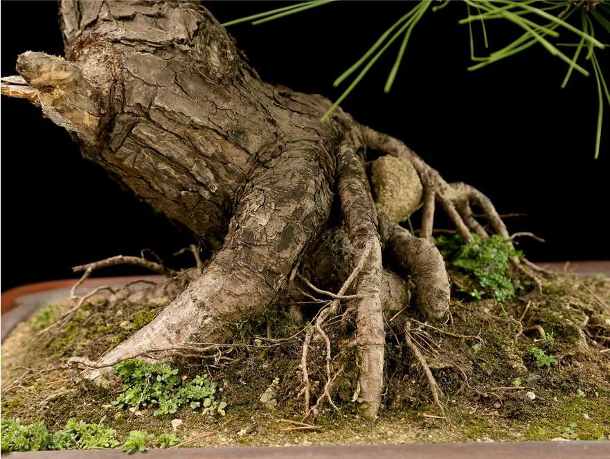 杭派盆景:黑松盆景