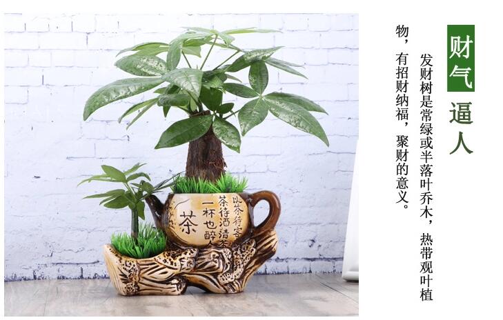 家佳樂文學(xué)發(fā)財(cái)樹盆景