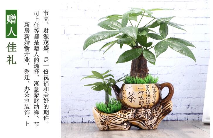 家佳樂文學(xué)發(fā)財(cái)樹盆景