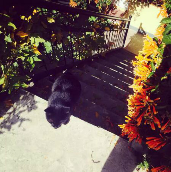 蒼山腳下的民宿，古城內(nèi)貓三家清靜四合小院民