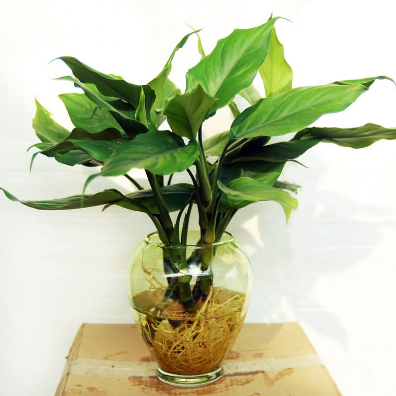 促進(jìn)夫妻關(guān)系的植物，你有沒有放在房間里？