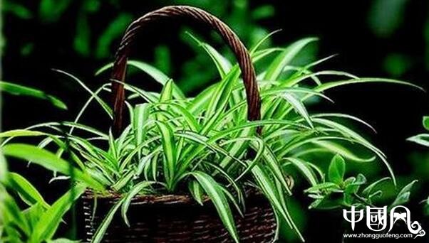 家庭風(fēng)水植物的講究