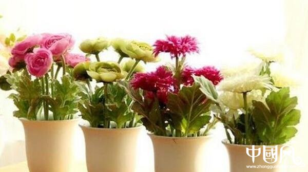 各種室內(nèi)的植物風(fēng)水