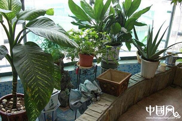 陽臺種什么植物風(fēng)水好