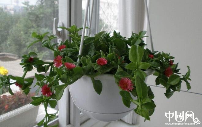 居家的風水植物