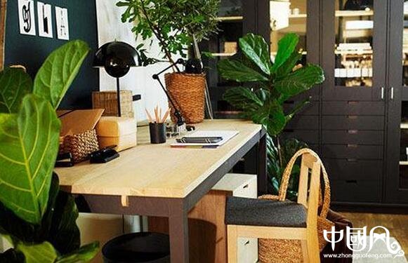 植物對家居的風水影響