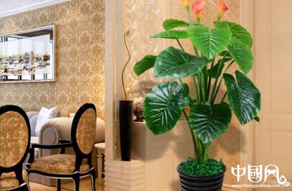 植物對家居的風水影響