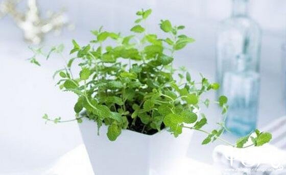 家居植物風(fēng)水學(xué)問(wèn)