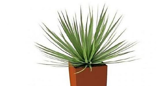 家居植物風(fēng)水學(xué)問(wèn)