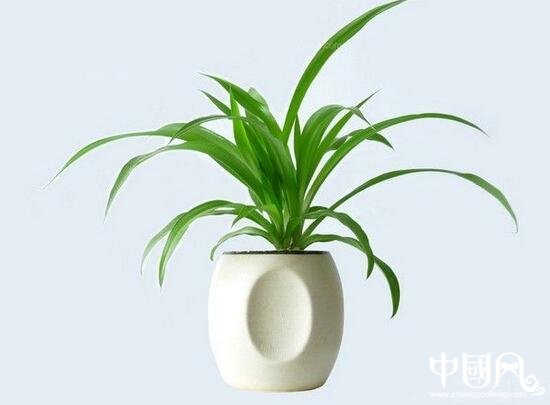 室內擺放綠色植物