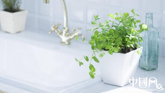 室內擺放綠色植物