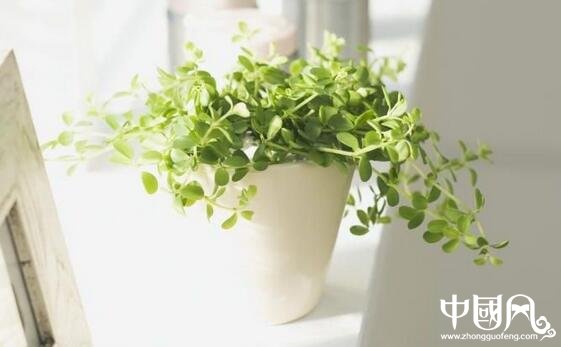 室內擺放綠色植物