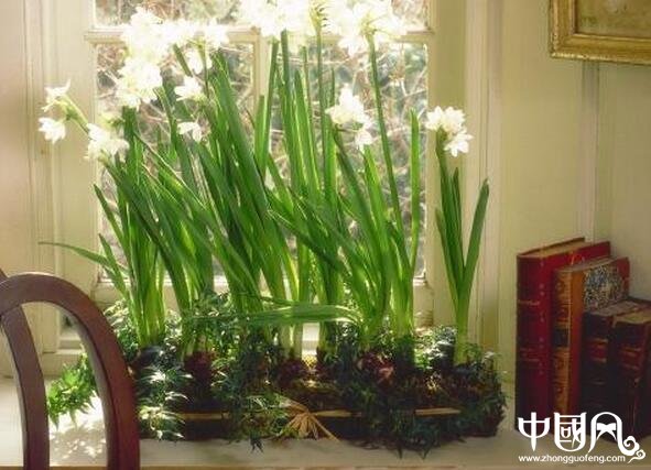 室內種植什么植物好