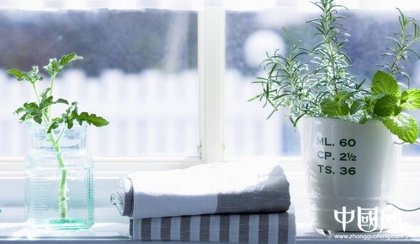 室內種植什么植物好