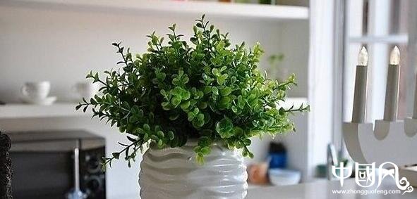 室內種植什么植物好