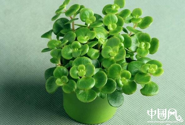 家居植物中的擺設風水圖解