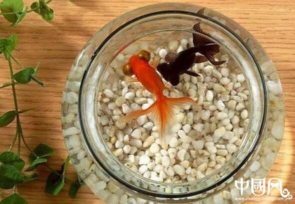 家庭魚缸養(yǎng)魚的風(fēng)水知識