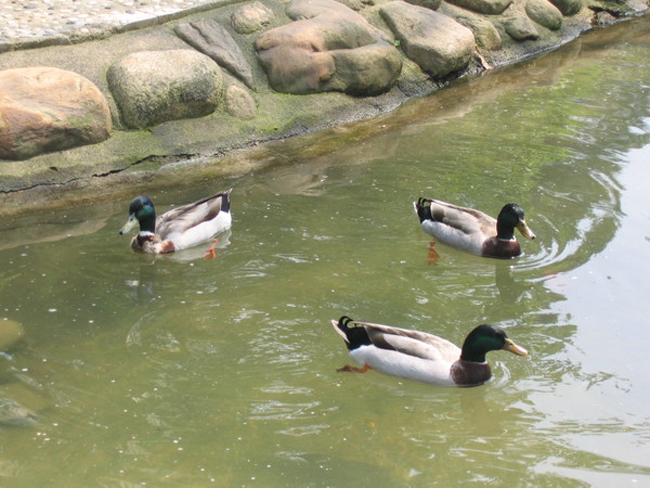 你知道嗎？這些風(fēng)水暗示你會變小三