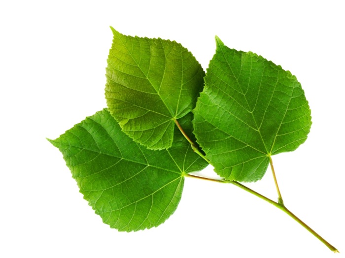 震驚?。?！植物也能招桃花運?。?！