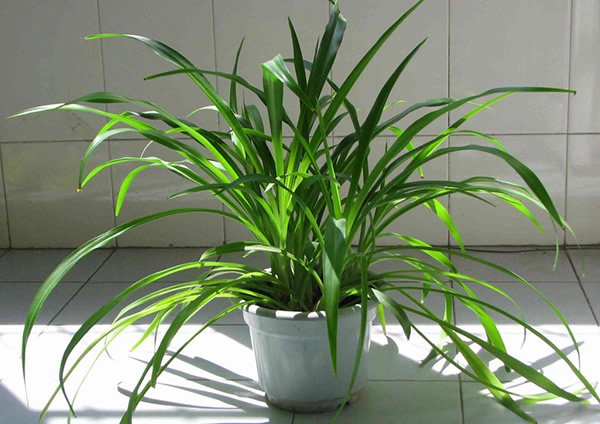 房間放什么植物風(fēng)水好？風(fēng)水學(xué)告訴你