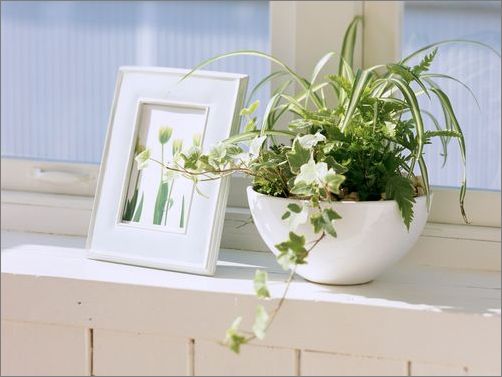 房間放什么植物好？風(fēng)水學(xué)告訴你