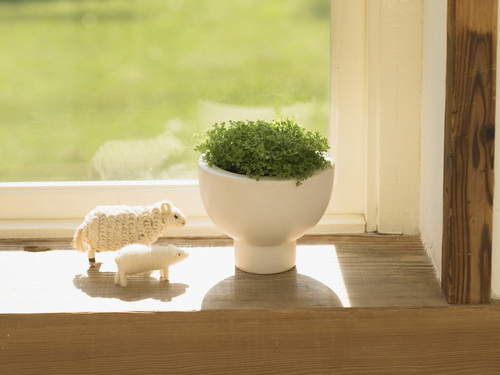 房間擺放什么植物好？風水學來幫你