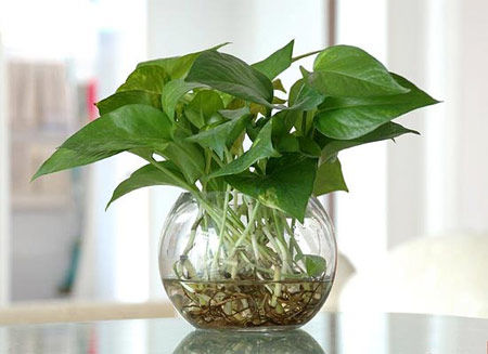 學習風水學，房間風水植物擺設(shè)宜忌全掌握！