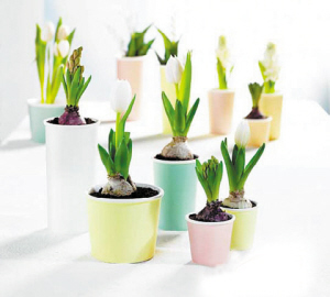 學習風水學，get到兒童房間植物擺設風水！