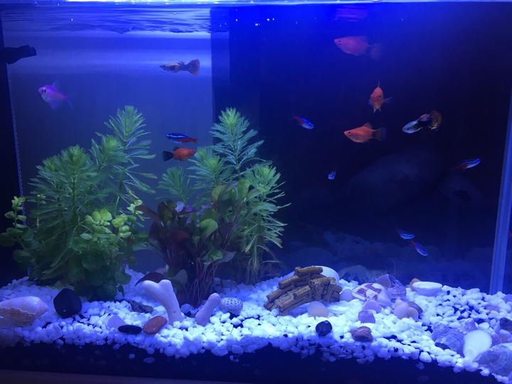 震驚?。?！家居魚缸也有風(fēng)水禁忌?。?！