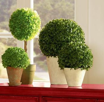 這些室內(nèi)擺放植物的風(fēng)水禁忌，你知道嗎？