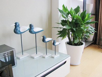 學習風水學，客廳擺設植物風水禁忌全get！