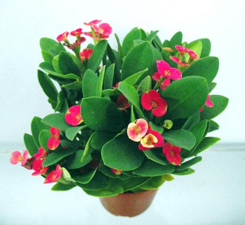 學(xué)習(xí)風(fēng)水學(xué)，讓你知道哪些風(fēng)水禁忌不能犯！