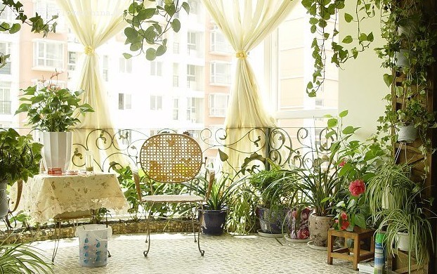 學(xué)習(xí)風(fēng)水學(xué)，陽(yáng)臺(tái)植物風(fēng)水禁忌全get！