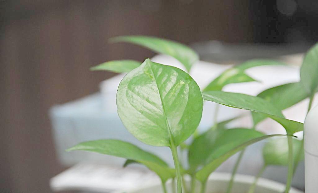 辦公室植物也有風水禁忌？？？