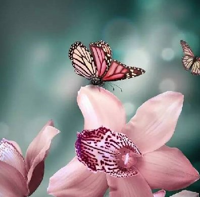 清新淡然極品蘭花風(fēng)景攝影美哉！