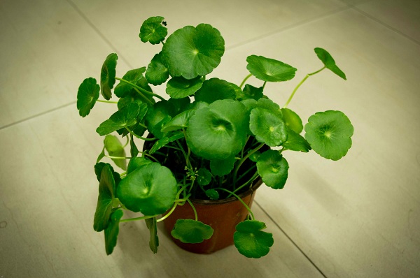 風(fēng)水大揭秘！臥室植物風(fēng)水禁忌送給你