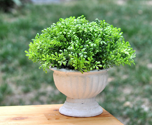 家庭植物也有風水禁忌，真是奇葩?。?！