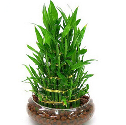 富貴竹的擺設(shè)風水禁忌，你get到了嗎？