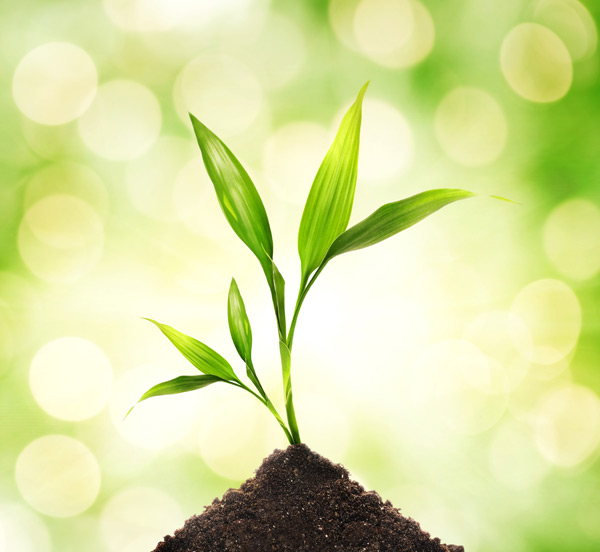 這些植物擺設(shè)風(fēng)水禁忌，一定要學(xué)會(huì)！