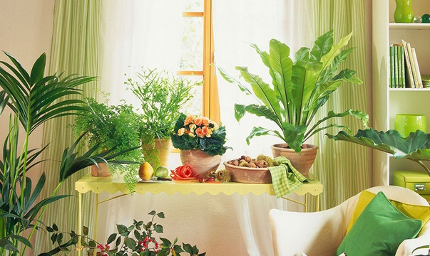 學習風水學，臥室擺放植物風水禁忌全知道！